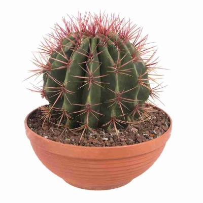 Эхинокактус Грузони красный