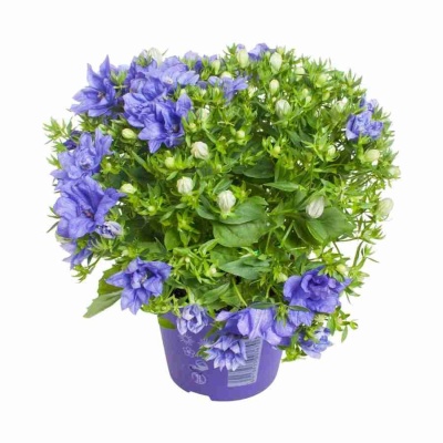 Кампанула изофилла Наполи