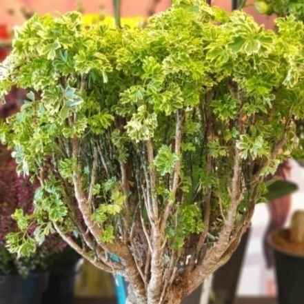 Дерево Полисциас 