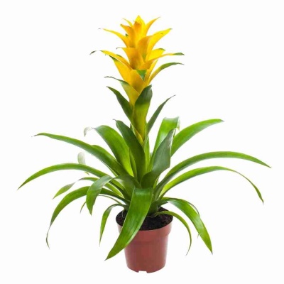 Гузмания Диана