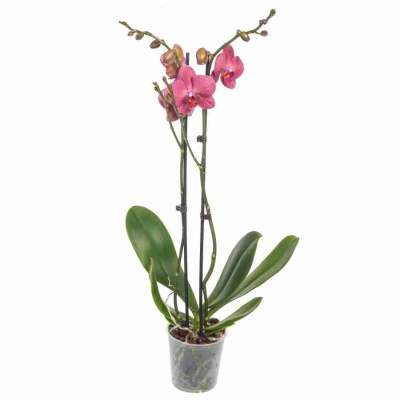 Фаленопсис Россини 2 ст