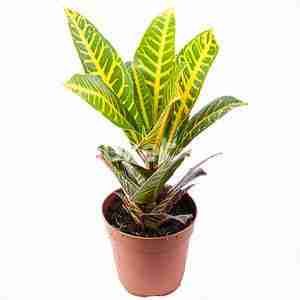 Кодиеум Нервиа