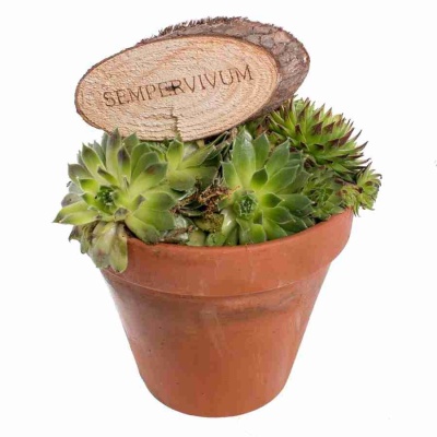 Семпервивум