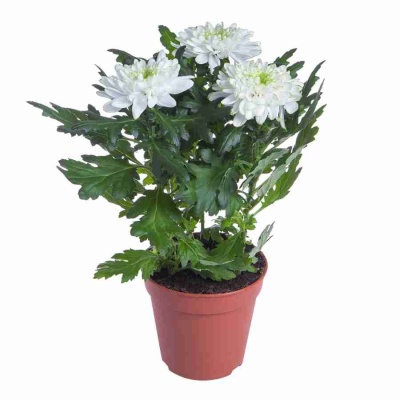 Хризантема зембла лайм