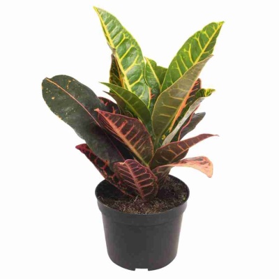 Кодиеум Петра