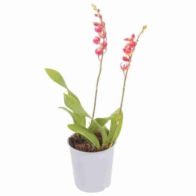 Ховеара Сансет 2 ст