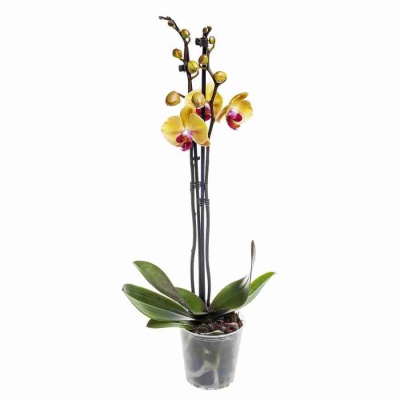 Фаленопсис Пирейт Пикоте 2 ст