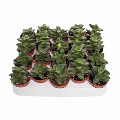 Крассула Спрингтайм