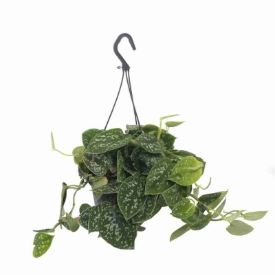 Сциндапсус Треби