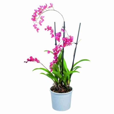 Ховеара Сансет  4 ст