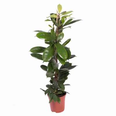 Фикус Циатистипула