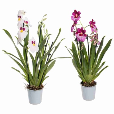 Мильтония Микс 3 ст