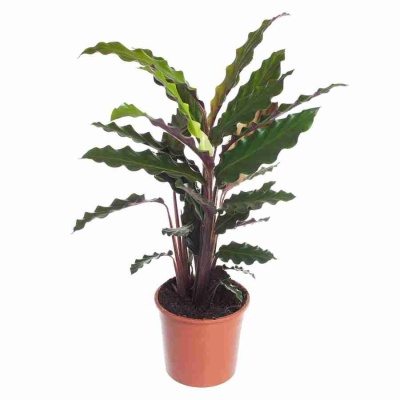 Калатея руфибарба Вейвстар