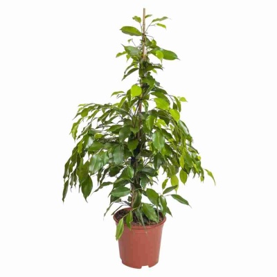 Фикус бенджамина Экзотика 