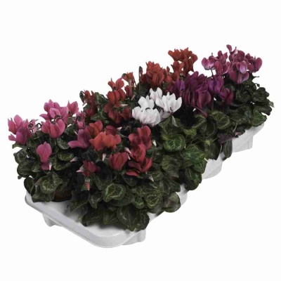 Цикламен персидский