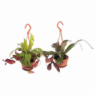 Непентес Алата