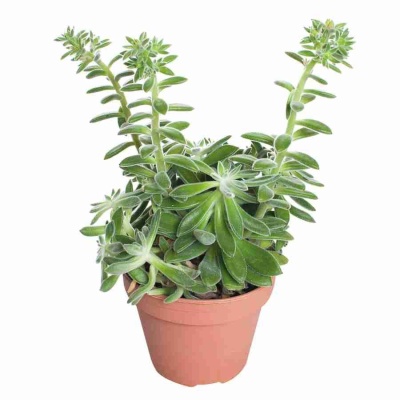 Эхеверия Пилоса