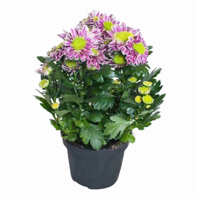 Хризантема Саба