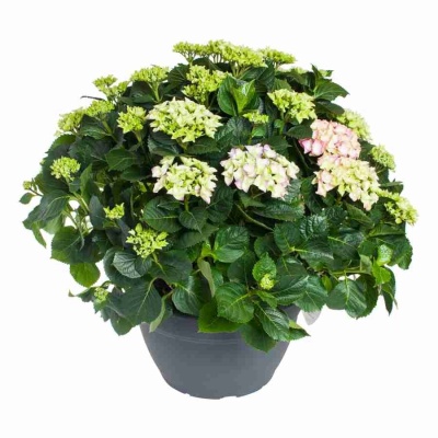 Гортензия Big Smile розовая