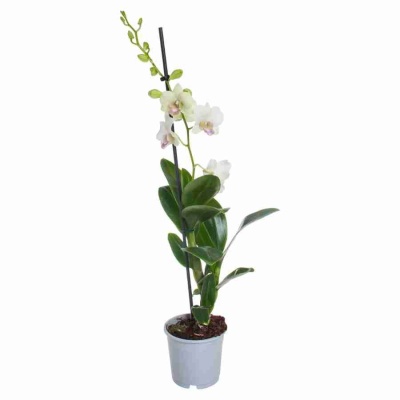 Дендробиум Санок Сноу Джейд 1 ст