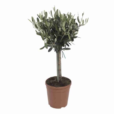 Оливковое дерево 