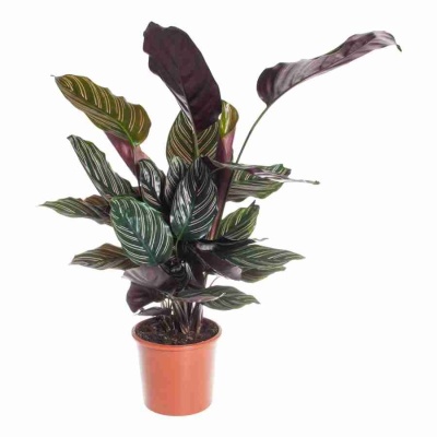 Калатея орната Сандериана