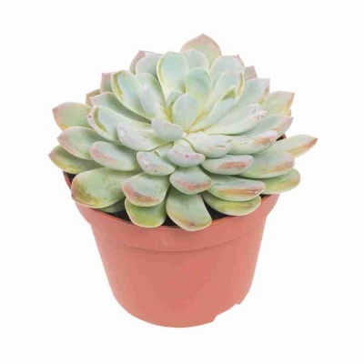 Эхеверия Лау