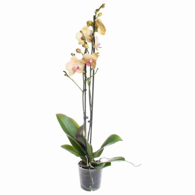 Фаленопсис Равелло 