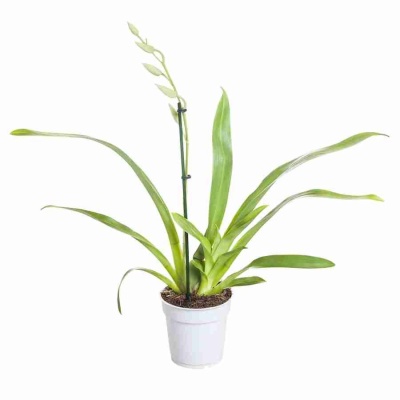 Мильтония Александр 1 ст