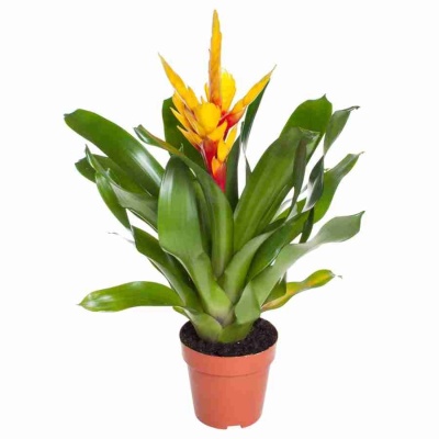 Вриезия Интенсо жёлтая