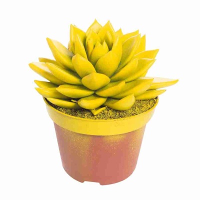 Эхеверия краш желтая