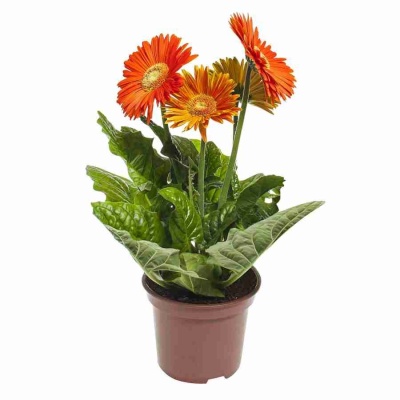 Гербера Golden Serena