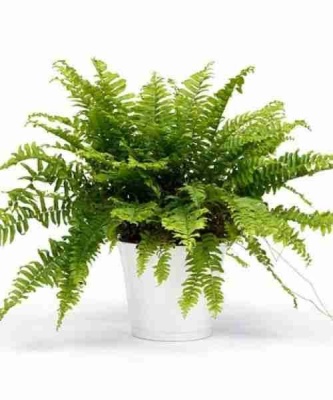 Нефролепис Бостон