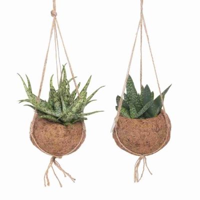 Алоэ и Гастерия ампельные