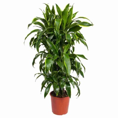 Драцена фрагранс Артуро разветвленная