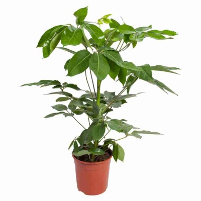 Шеффлера Амате