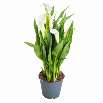 Калла Жемчуг