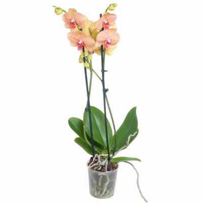 Фаленопсис Калейдоскоп 2 ствола