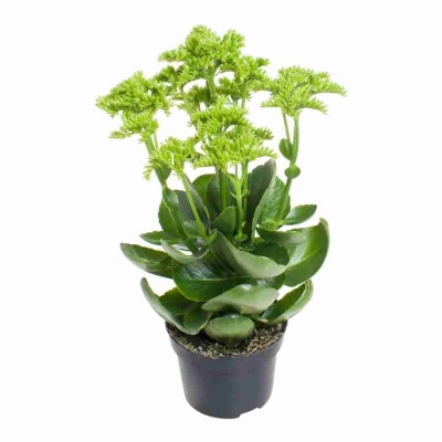 Каланхоэ Фаворита Кроко