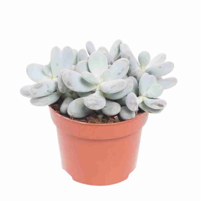 Крассула роджерси