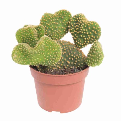 Опунция сжатая