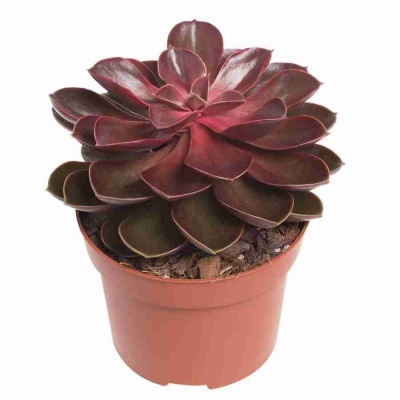 Эхеверия Меджик Парел