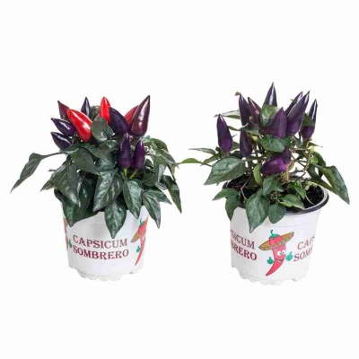 Капсикум Блэк