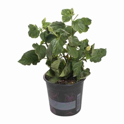 Гибискус розовый