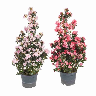 Азалия индика микс пирамида