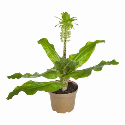 Эукомис Биколор