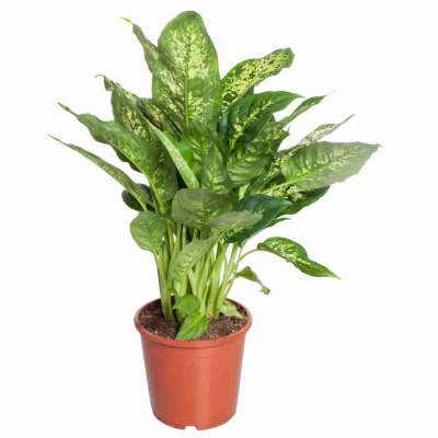 Аглаонема Роял Даймонд