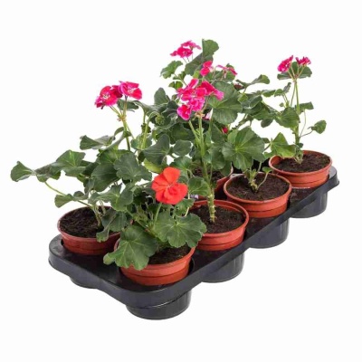 Пеларгония зональная Ягодный микс