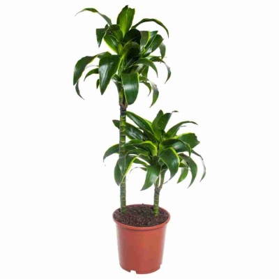 Драцена фрагранс Дорадо 2 ст