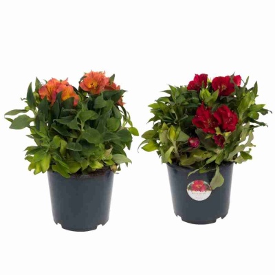 Альстрёмерия Кинг Кардинал